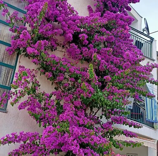 Ratka Bolic Дом отдыха *